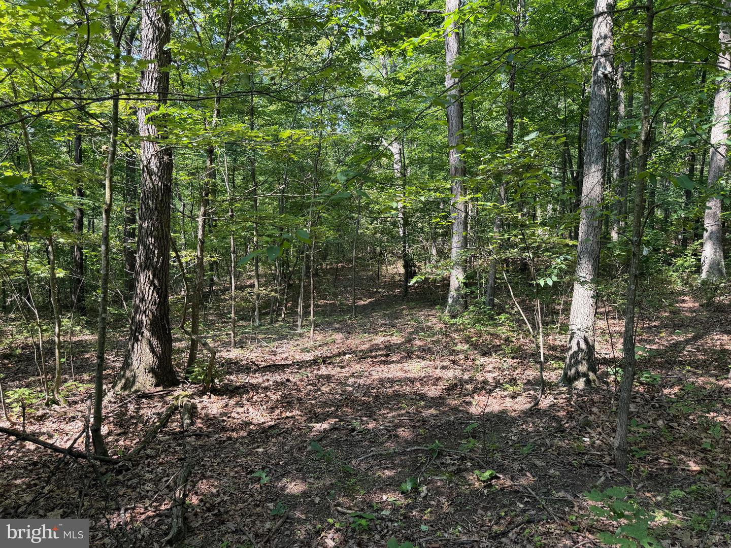 75.31+/- Acres Off Of Porters Ln Property Photo 41