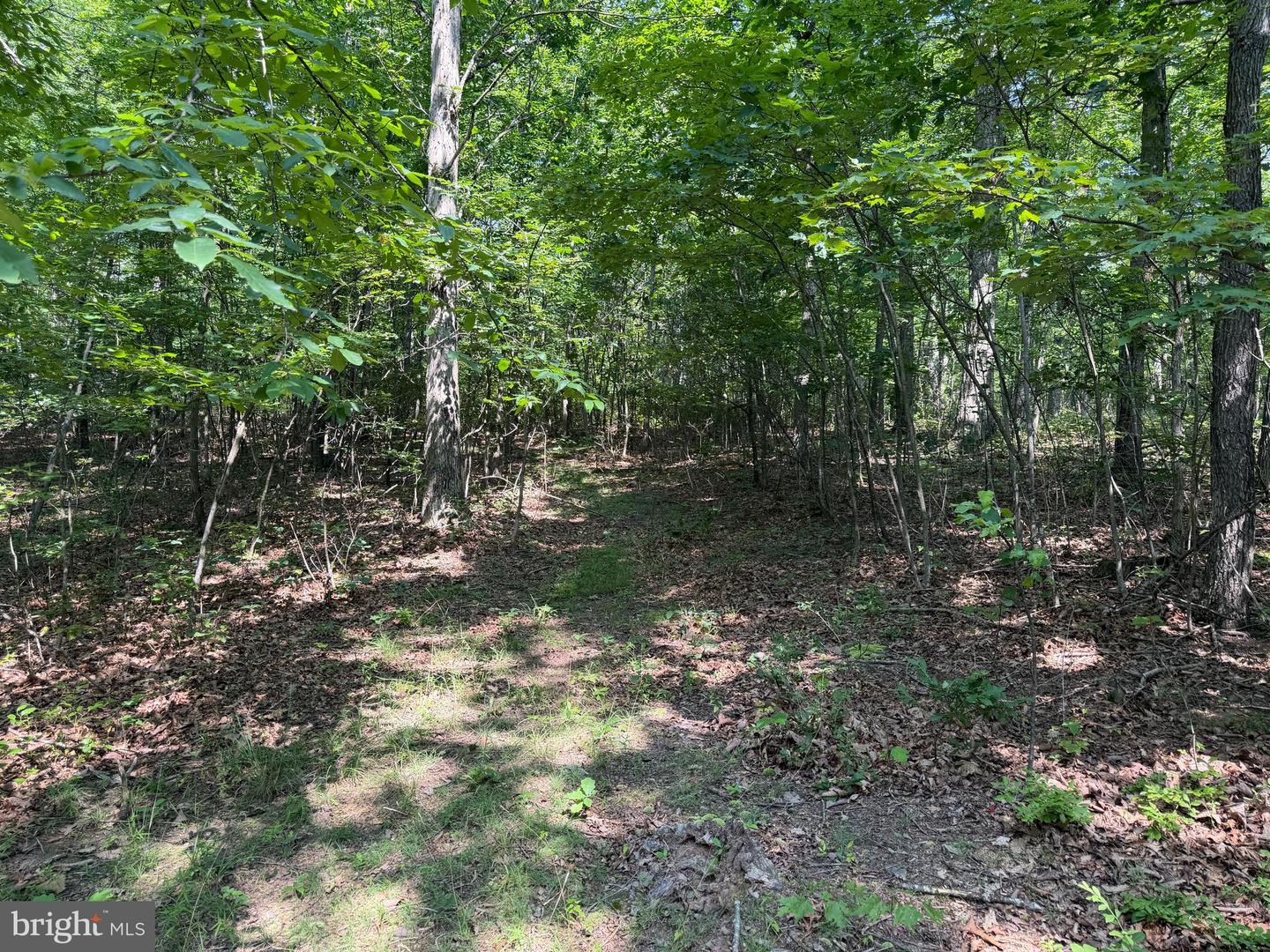 75.31+/- Acres Off Of Porters Ln Property Photo 42