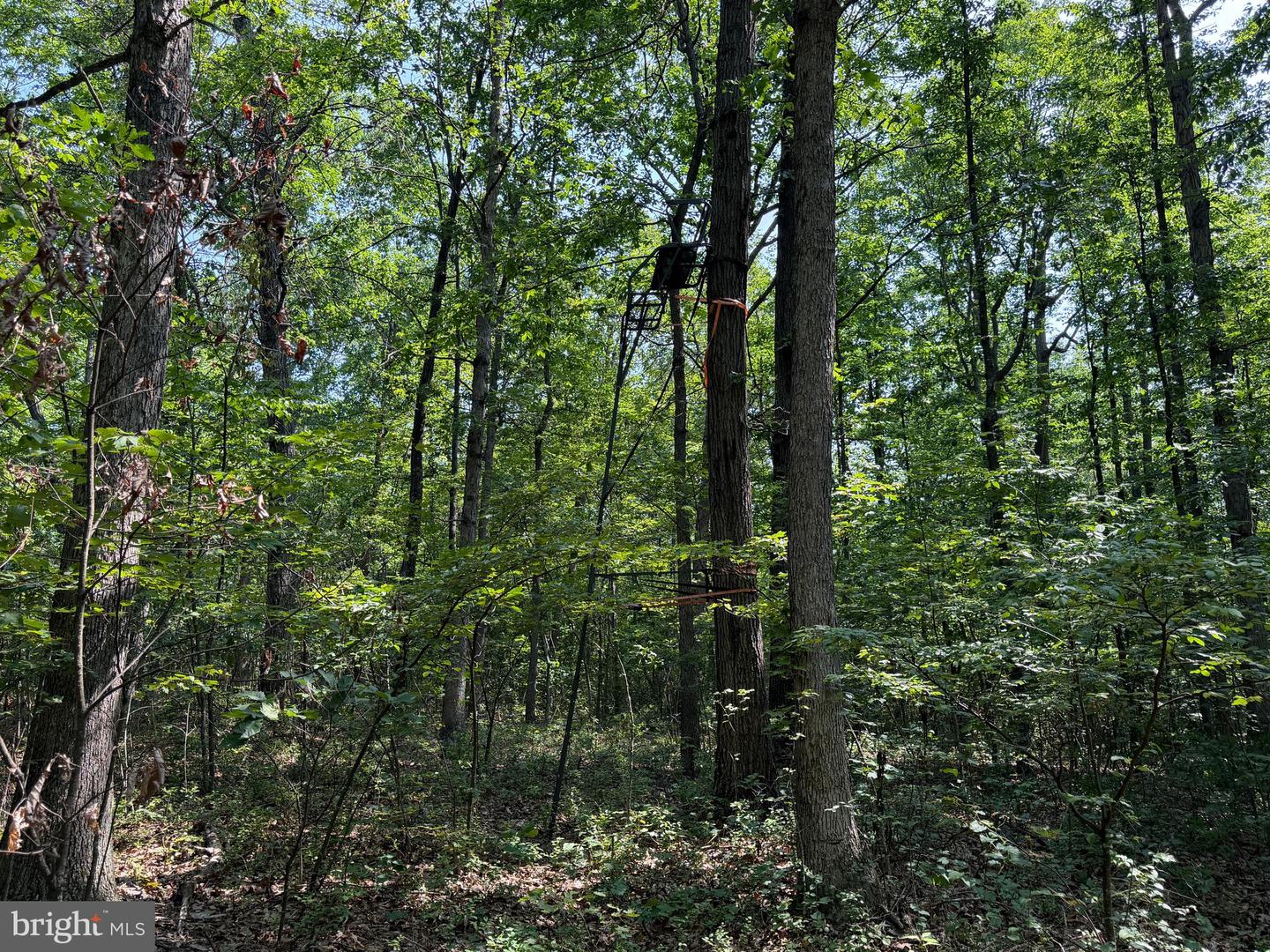 75.31+/- Acres Off Of Porters Ln Property Photo 43