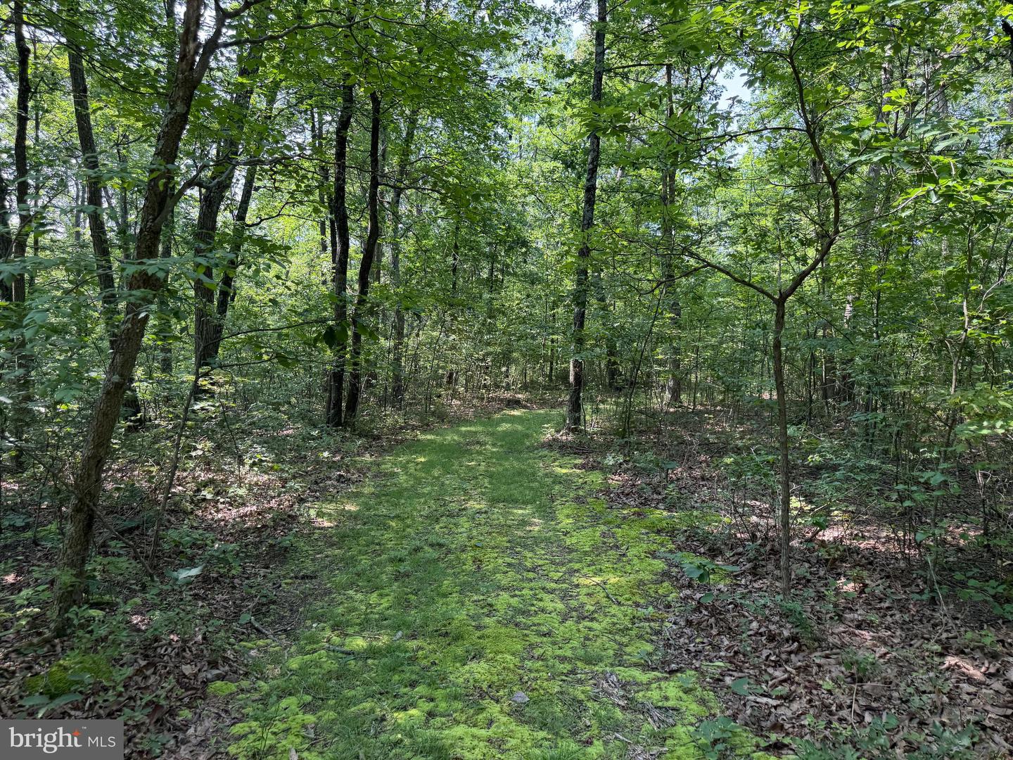 75.31+/- Acres Off Of Porters Ln Property Photo 44