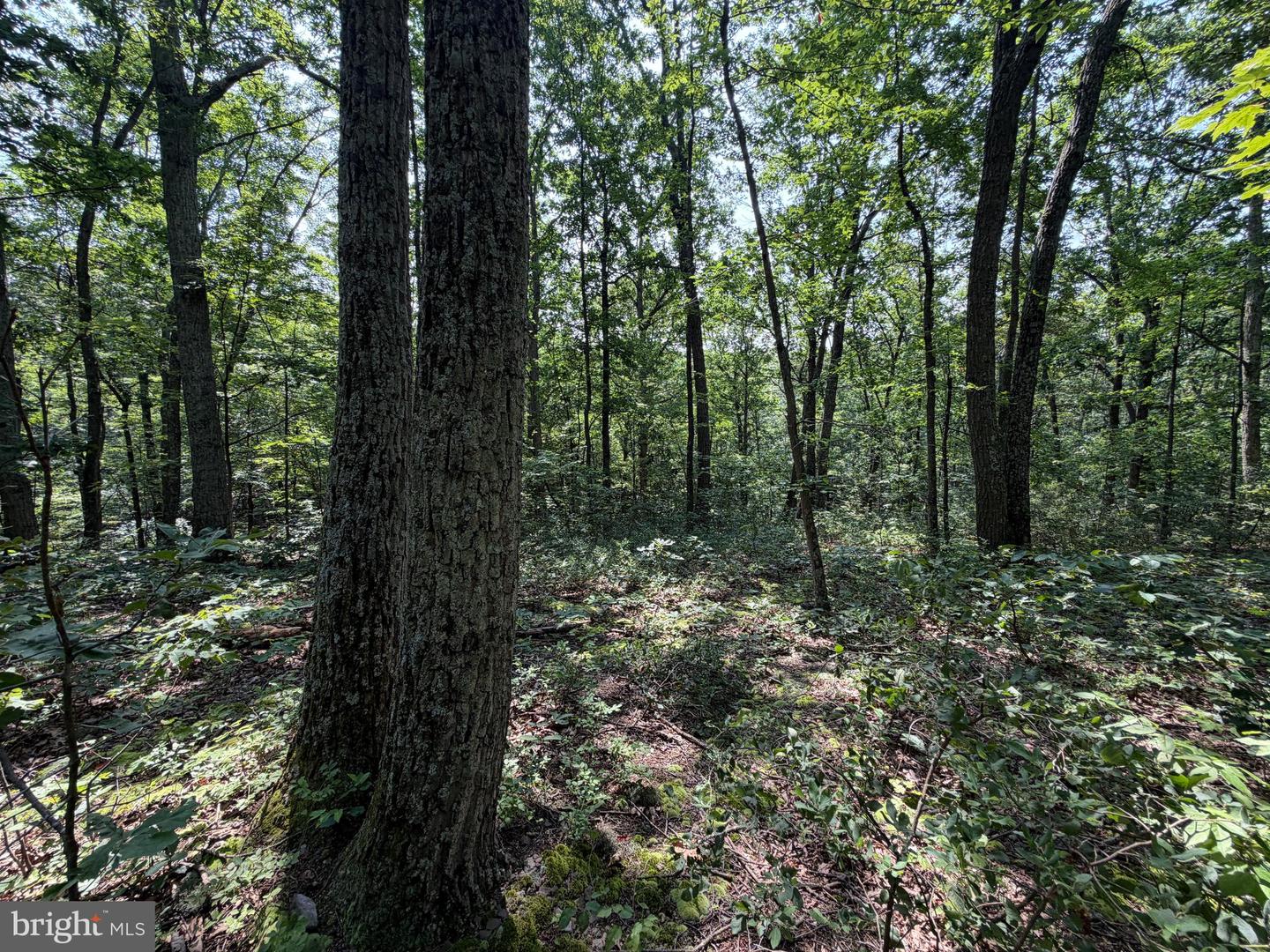 75.31+/- Acres Off Of Porters Ln Property Photo 45