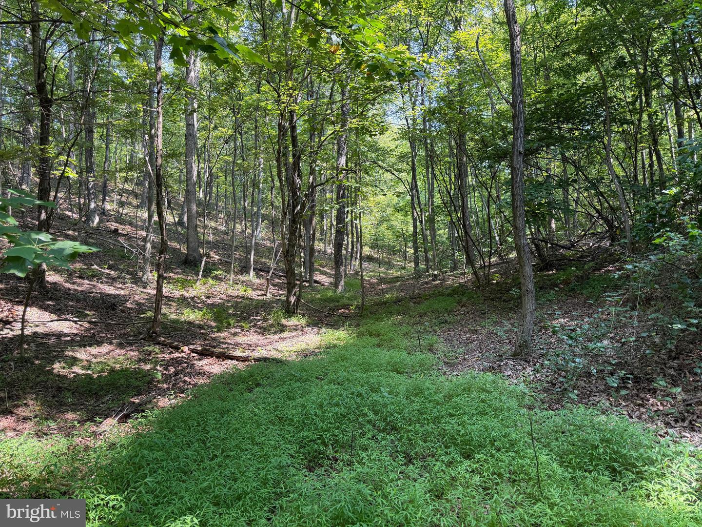 75.31+/- Acres Off Of Porters Ln Property Photo 46
