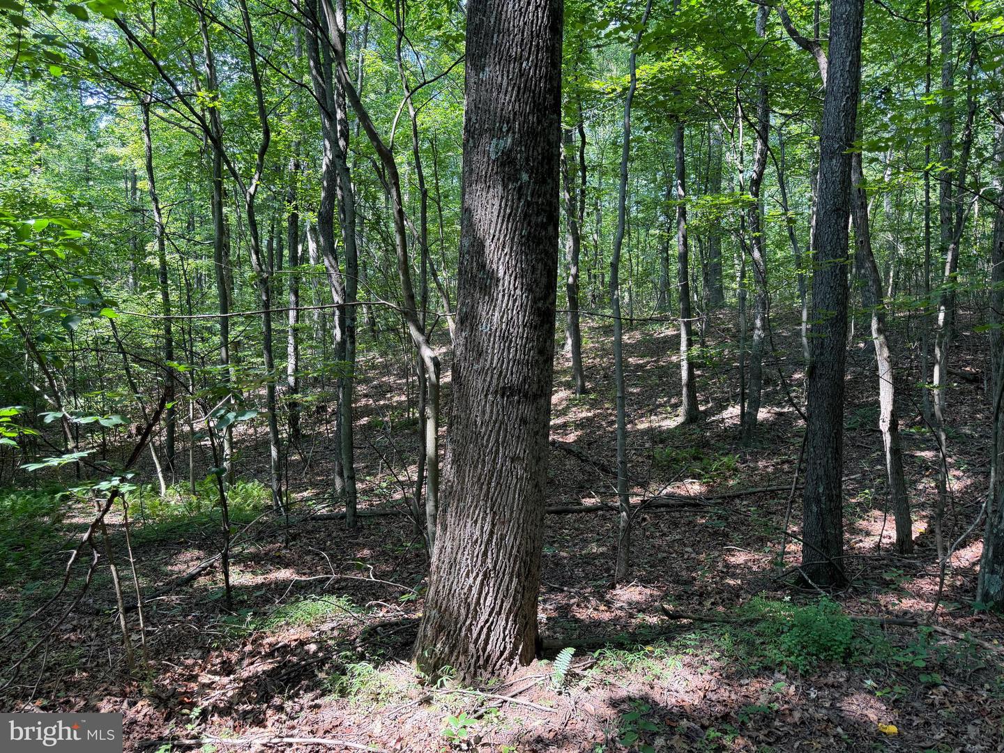 75.31+/- Acres Off Of Porters Ln Property Photo 47