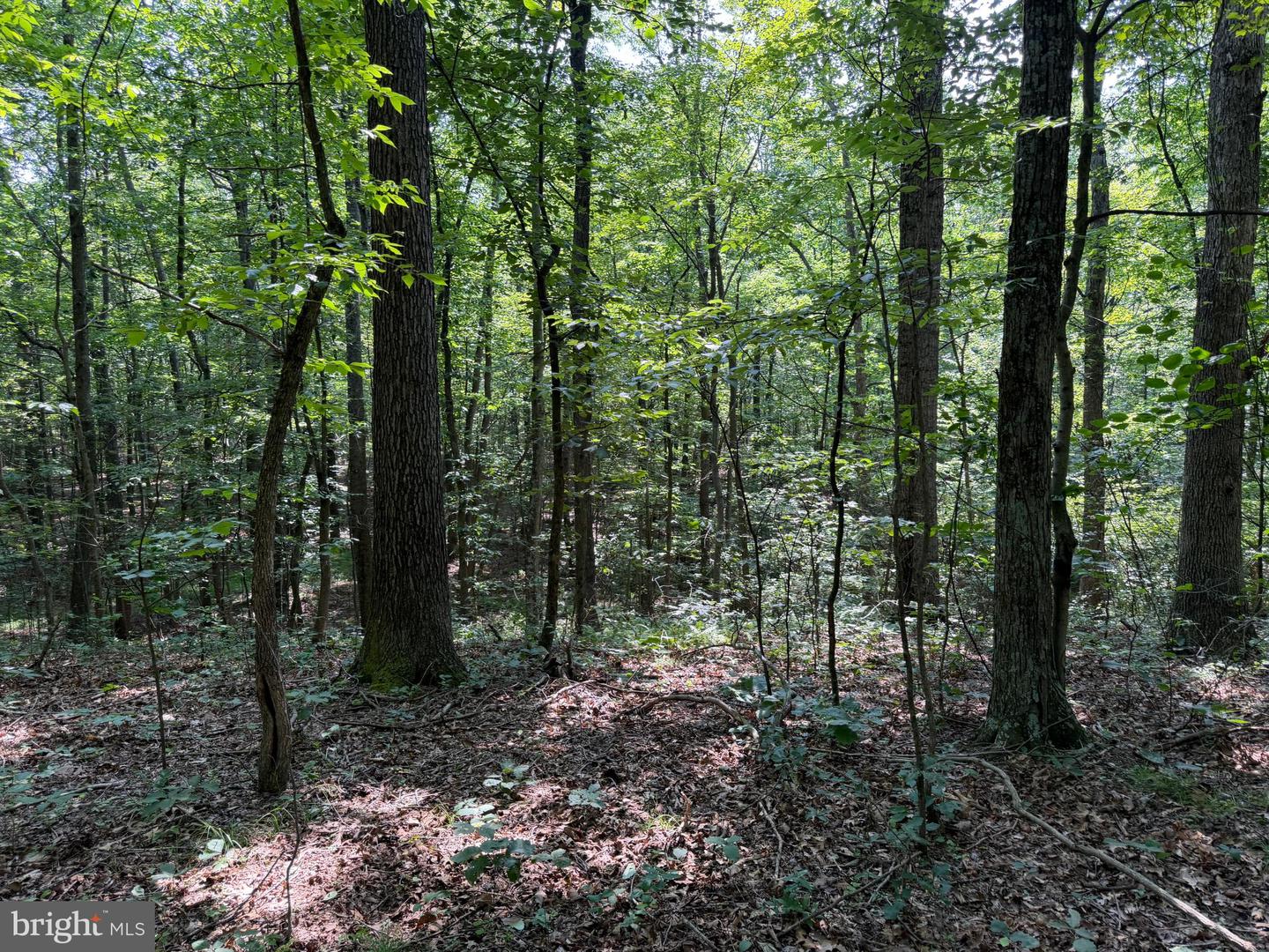 75.31+/- Acres Off Of Porters Ln Property Photo 48