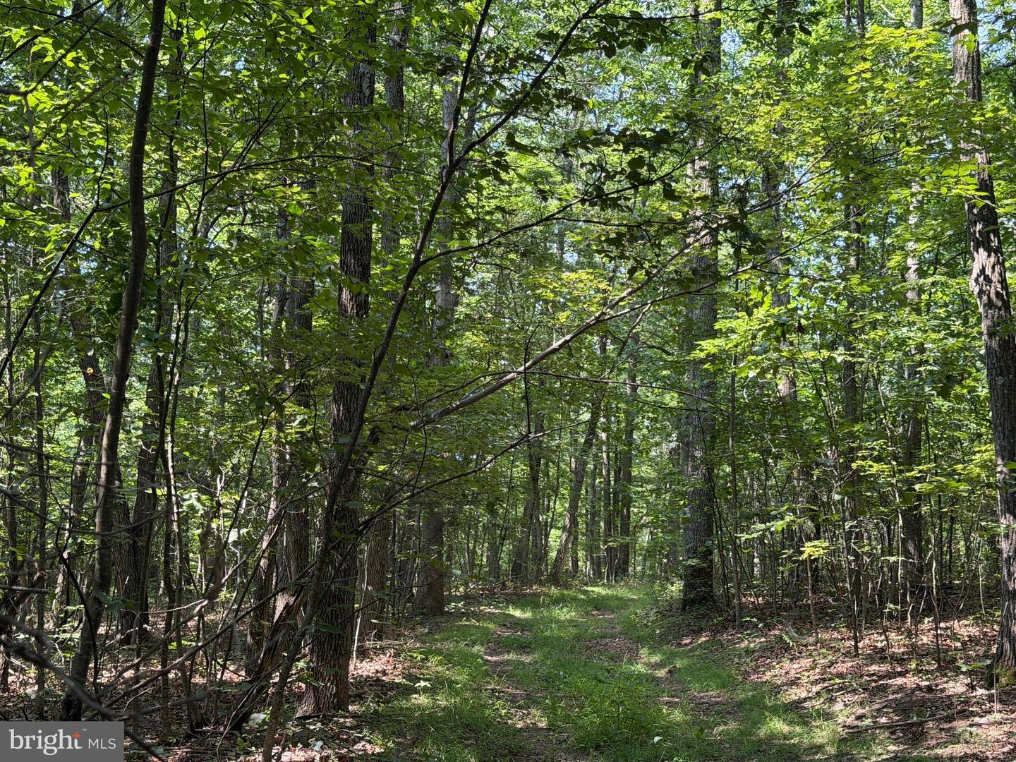 75.31+/- Acres Off Of Porters Ln Property Photo 49