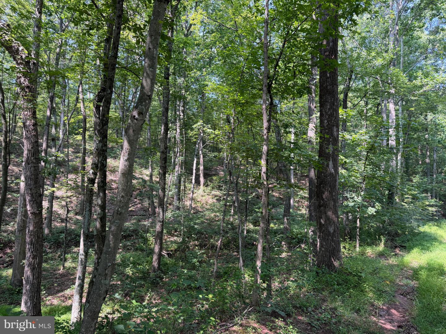 75.31+/- Acres Off Of Porters Ln Property Photo 50