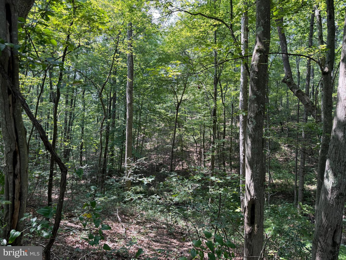 75.31+/- Acres Off Of Porters Ln Property Photo 51