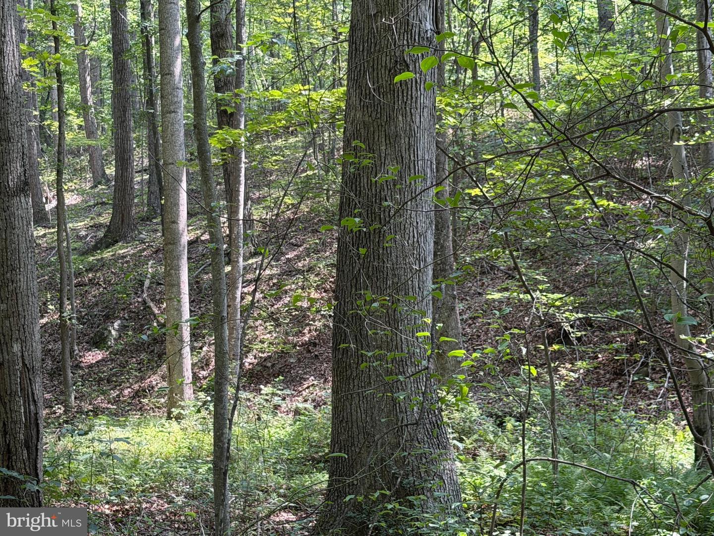 75.31+/- Acres Off Of Porters Ln Property Photo 52