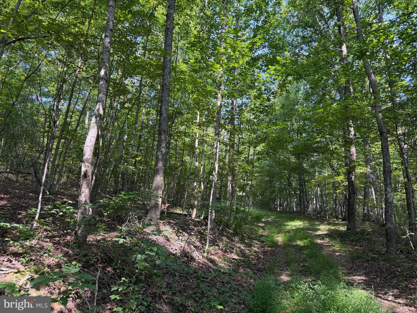 75.31+/- Acres Off Of Porters Ln Property Photo 53