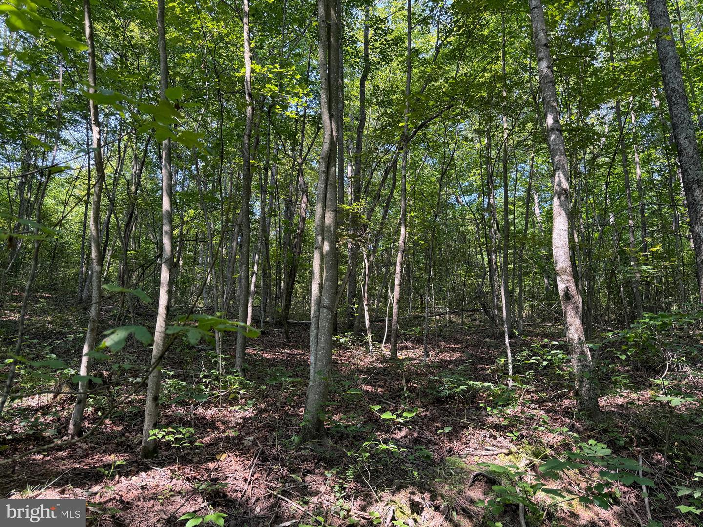 75.31+/- Acres Off Of Porters Ln Property Photo 54