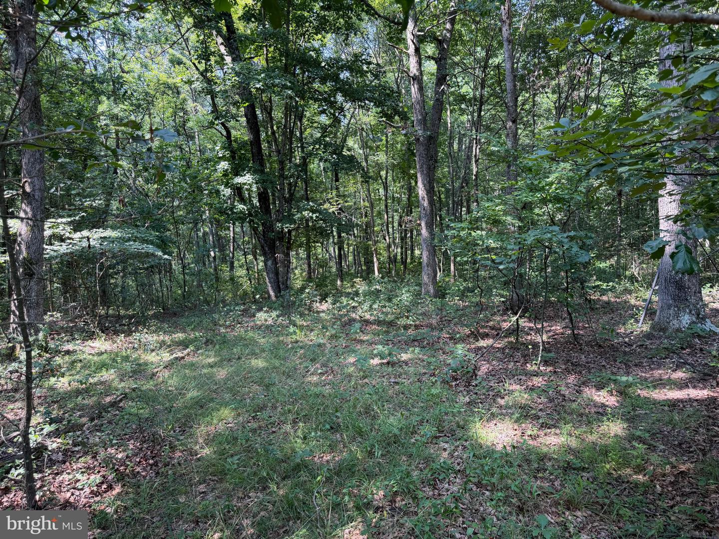 75.31+/- Acres Off Of Porters Ln Property Photo 56