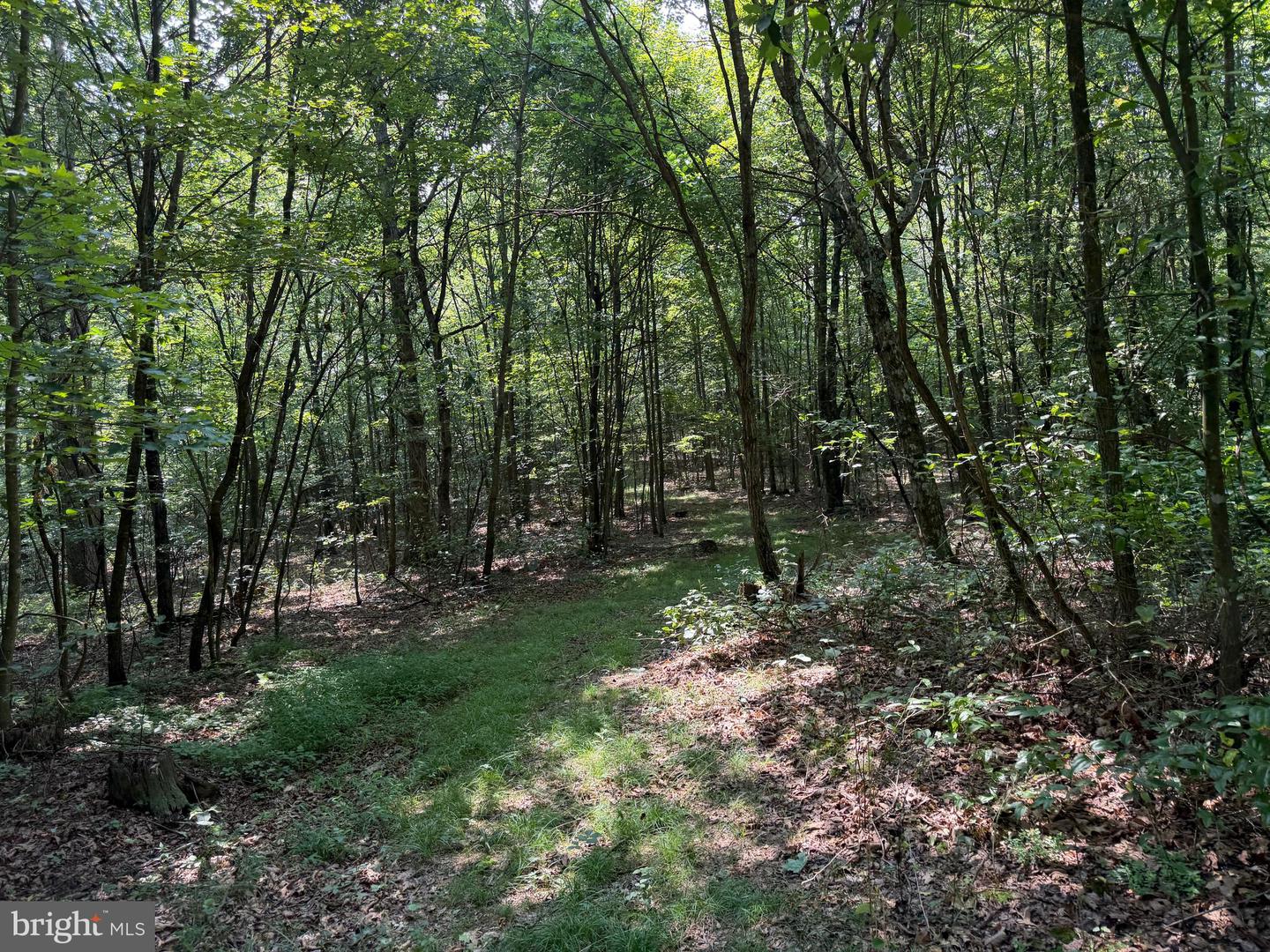 75.31+/- Acres Off Of Porters Ln Property Photo 58