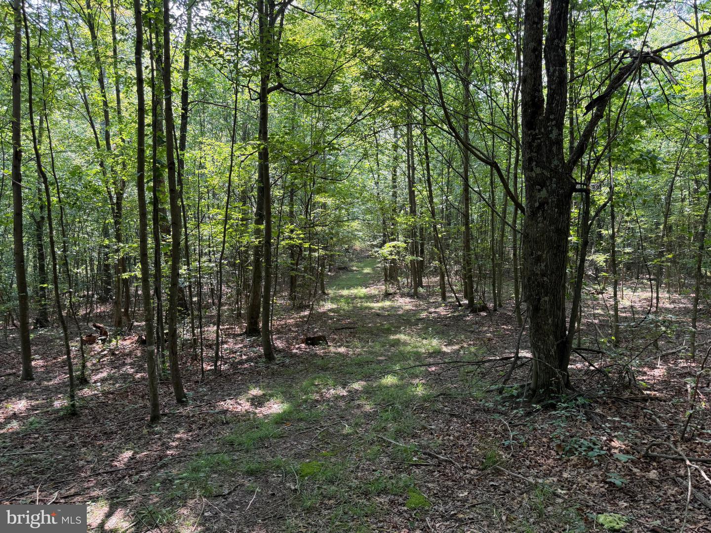 75.31+/- Acres Off Of Porters Ln Property Photo 59
