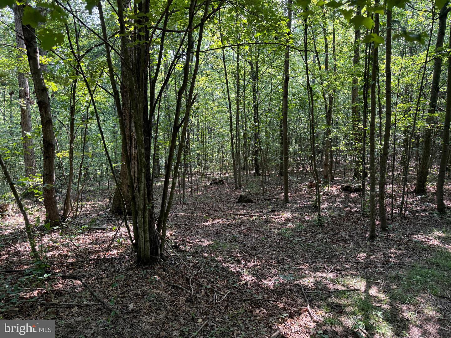 75.31+/- Acres Off Of Porters Ln Property Photo 60