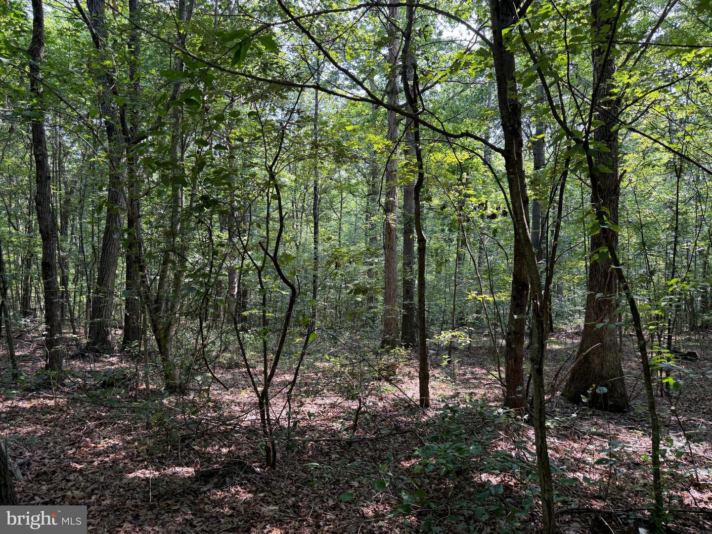 75.31+/- Acres Off Of Porters Ln Property Photo 61