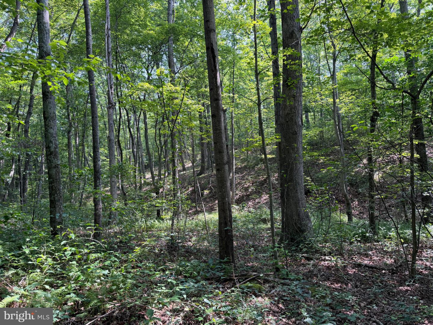 75.31+/- Acres Off Of Porters Ln Property Photo 62