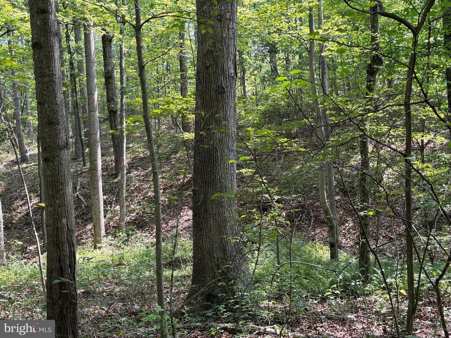 75.31+/- Acres Off Of Porters Ln Property Photo 63