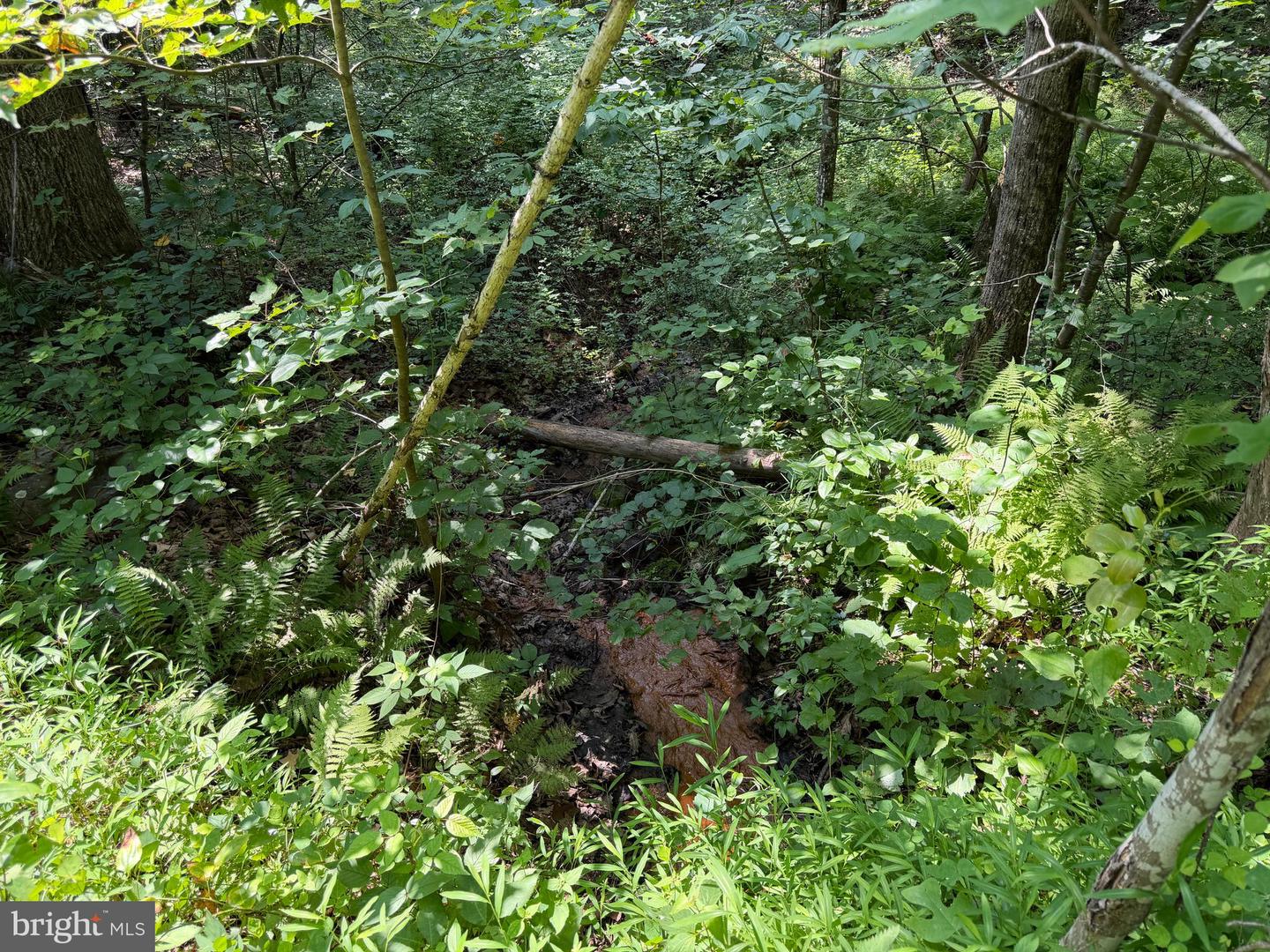 75.31+/- Acres Off Of Porters Ln Property Photo 64