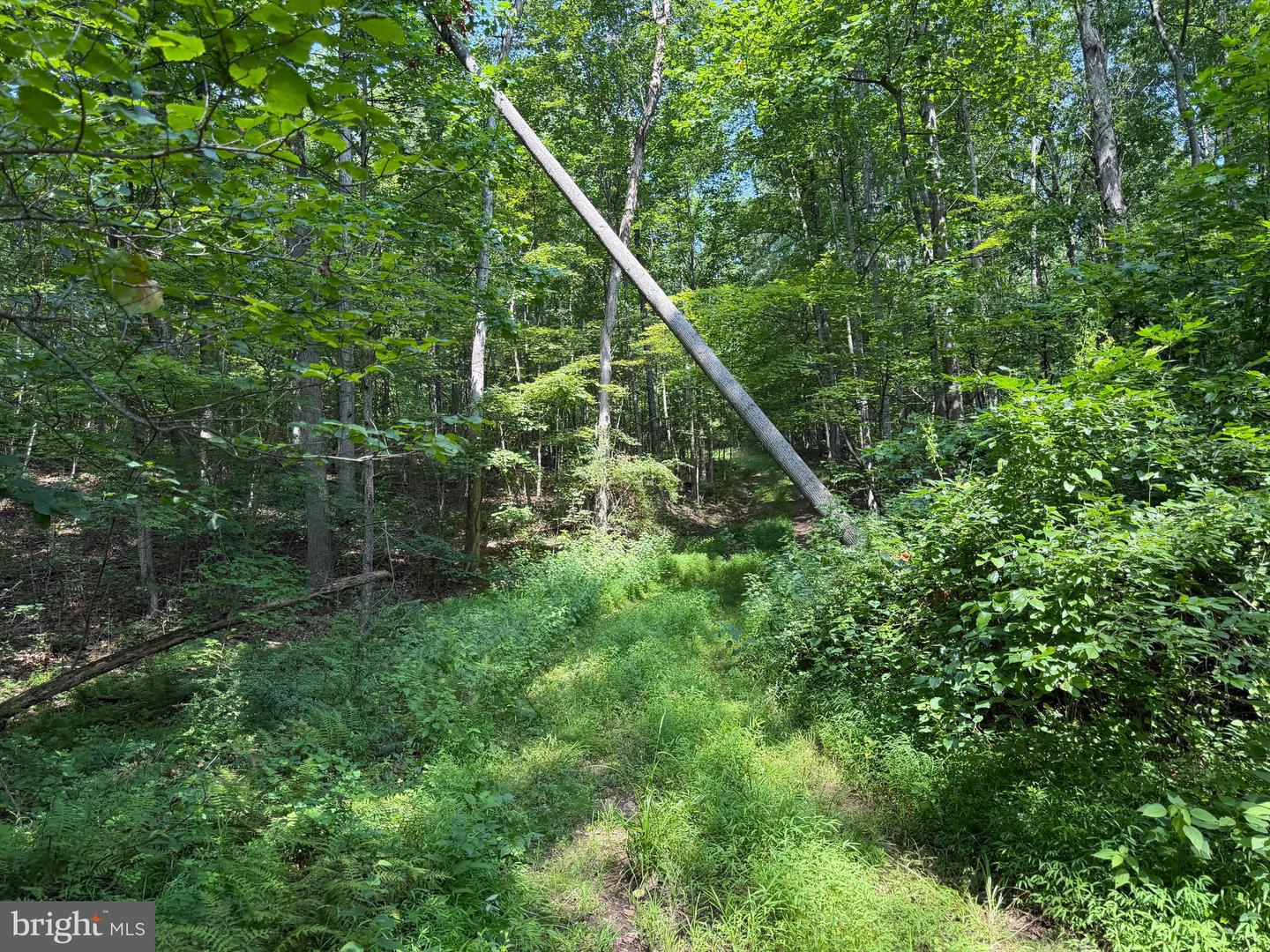 75.31+/- Acres Off Of Porters Ln Property Photo 65