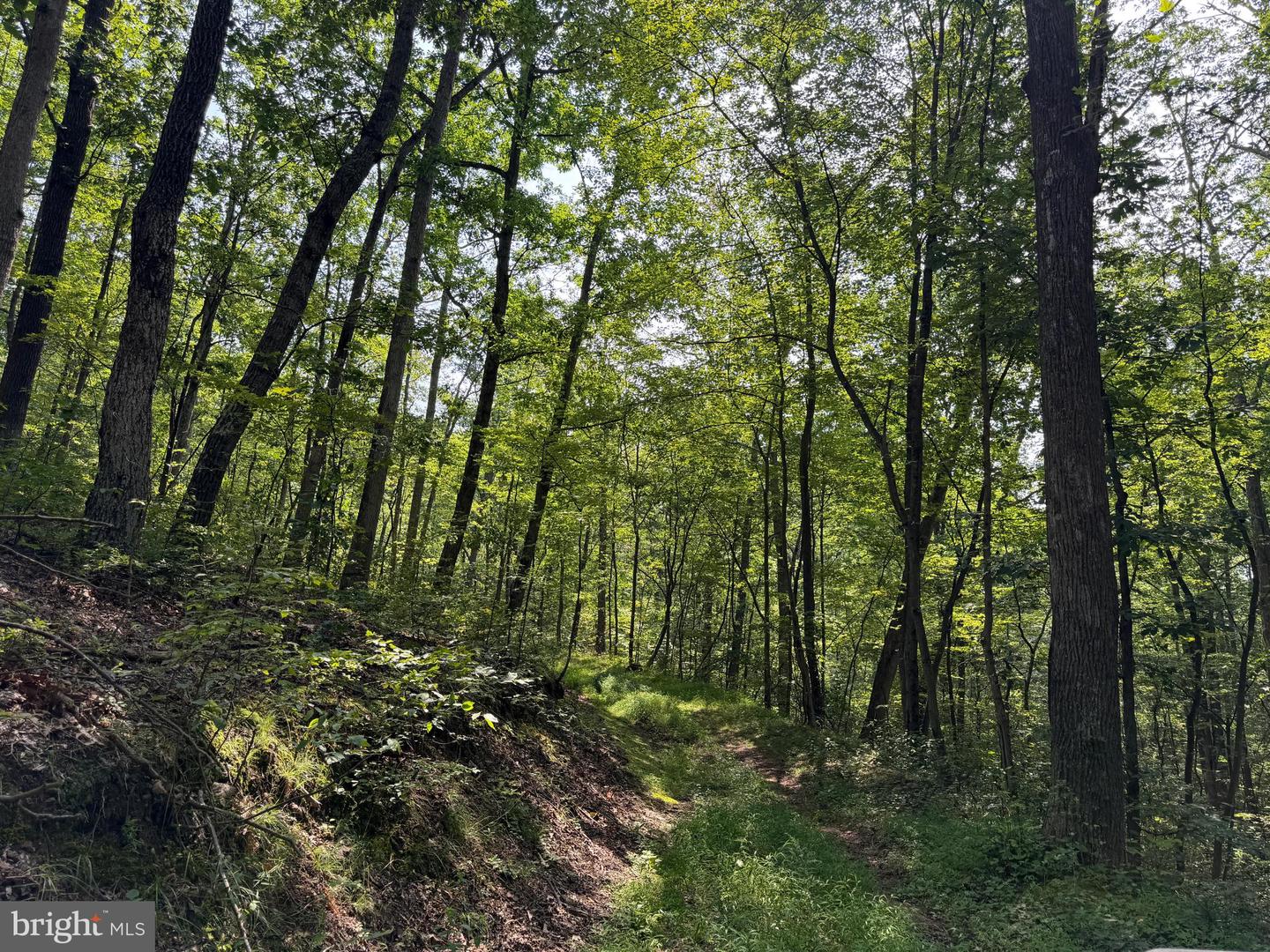 75.31+/- Acres Off Of Porters Ln Property Photo 66