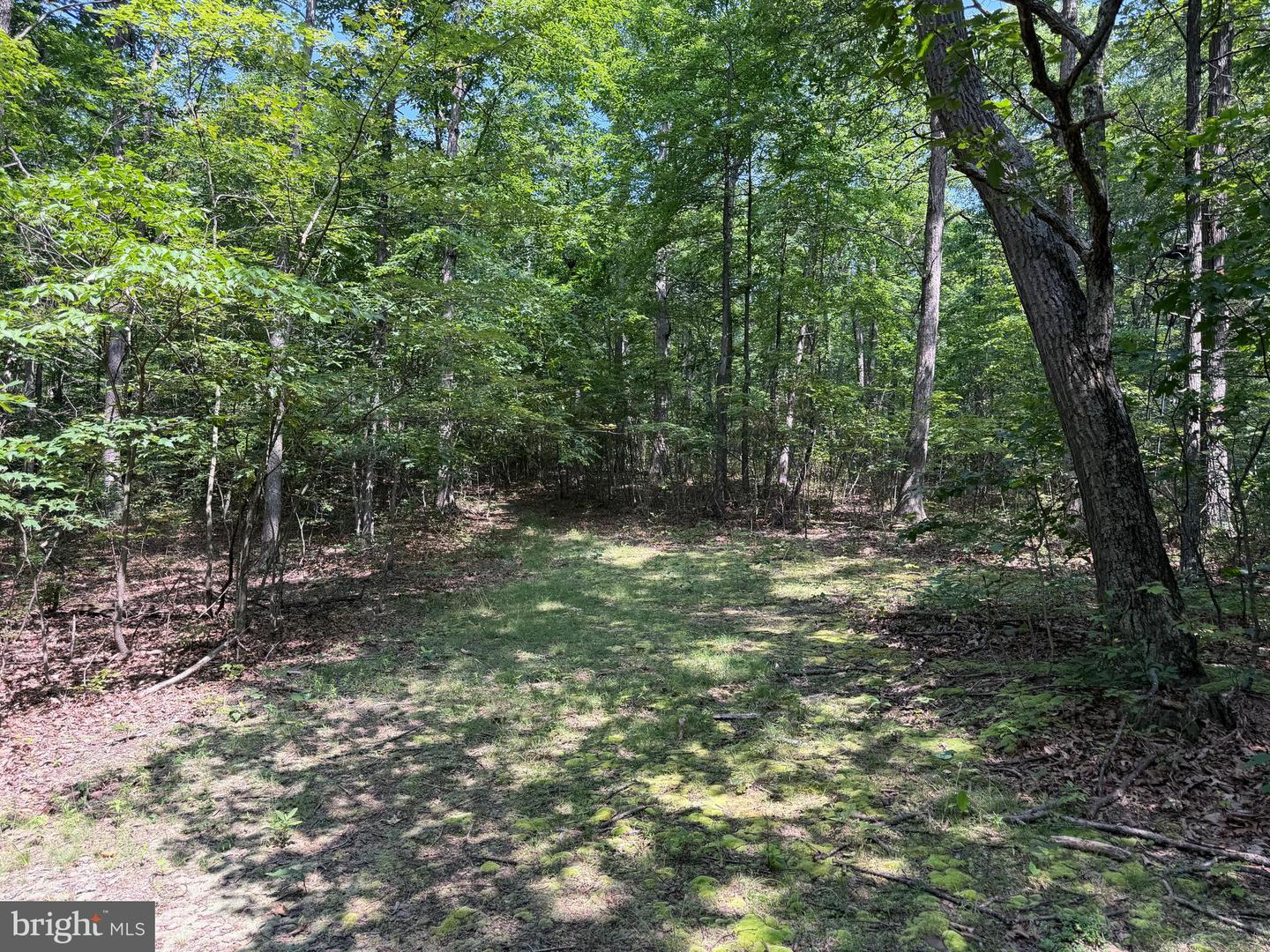 75.31+/- Acres Off Of Porters Ln Property Photo 67