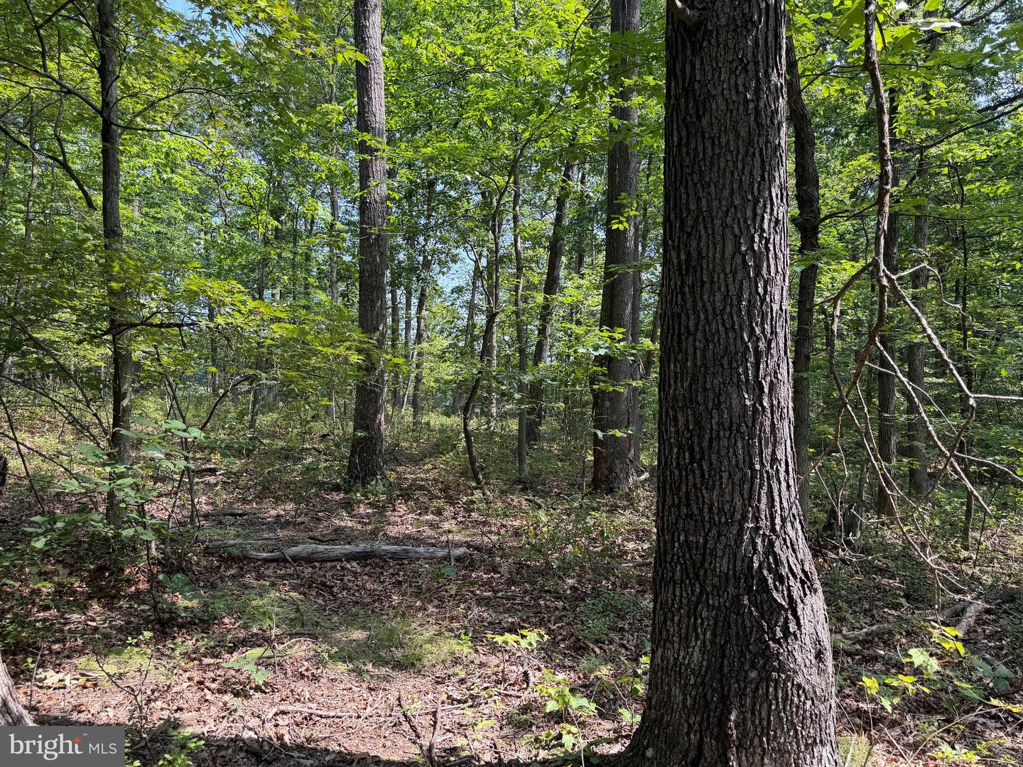 75.31+/- Acres Off Of Porters Ln Property Photo 68