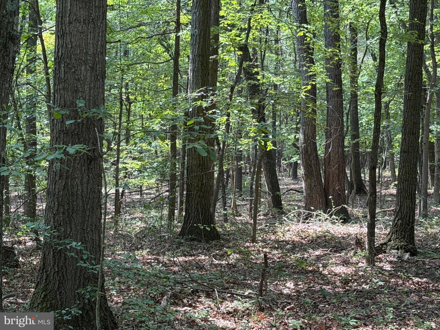 75.31+/- Acres Off Of Porters Ln Property Photo 69