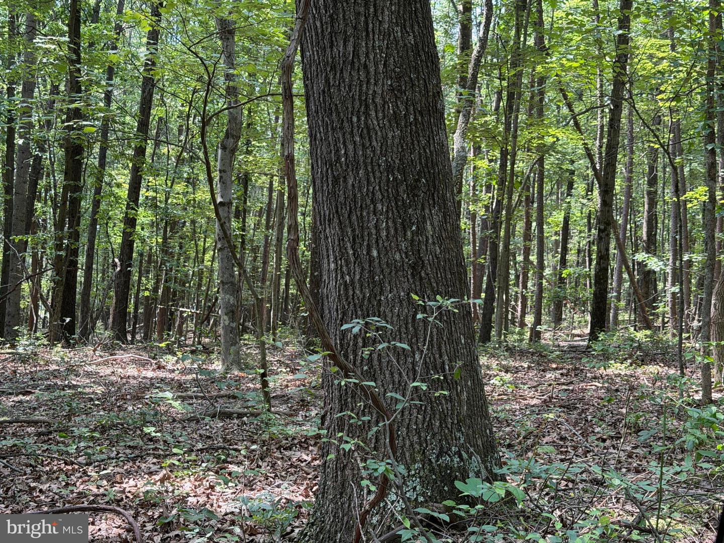 75.31+/- Acres Off Of Porters Ln Property Photo 70