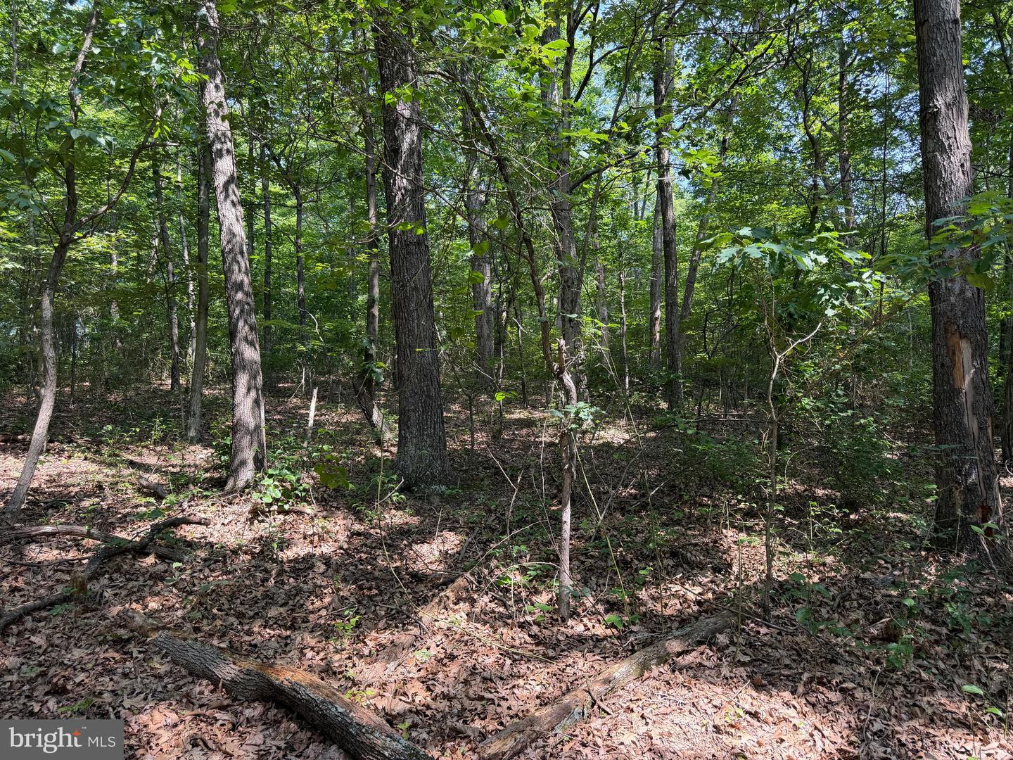 75.31+/- Acres Off Of Porters Ln Property Photo 71