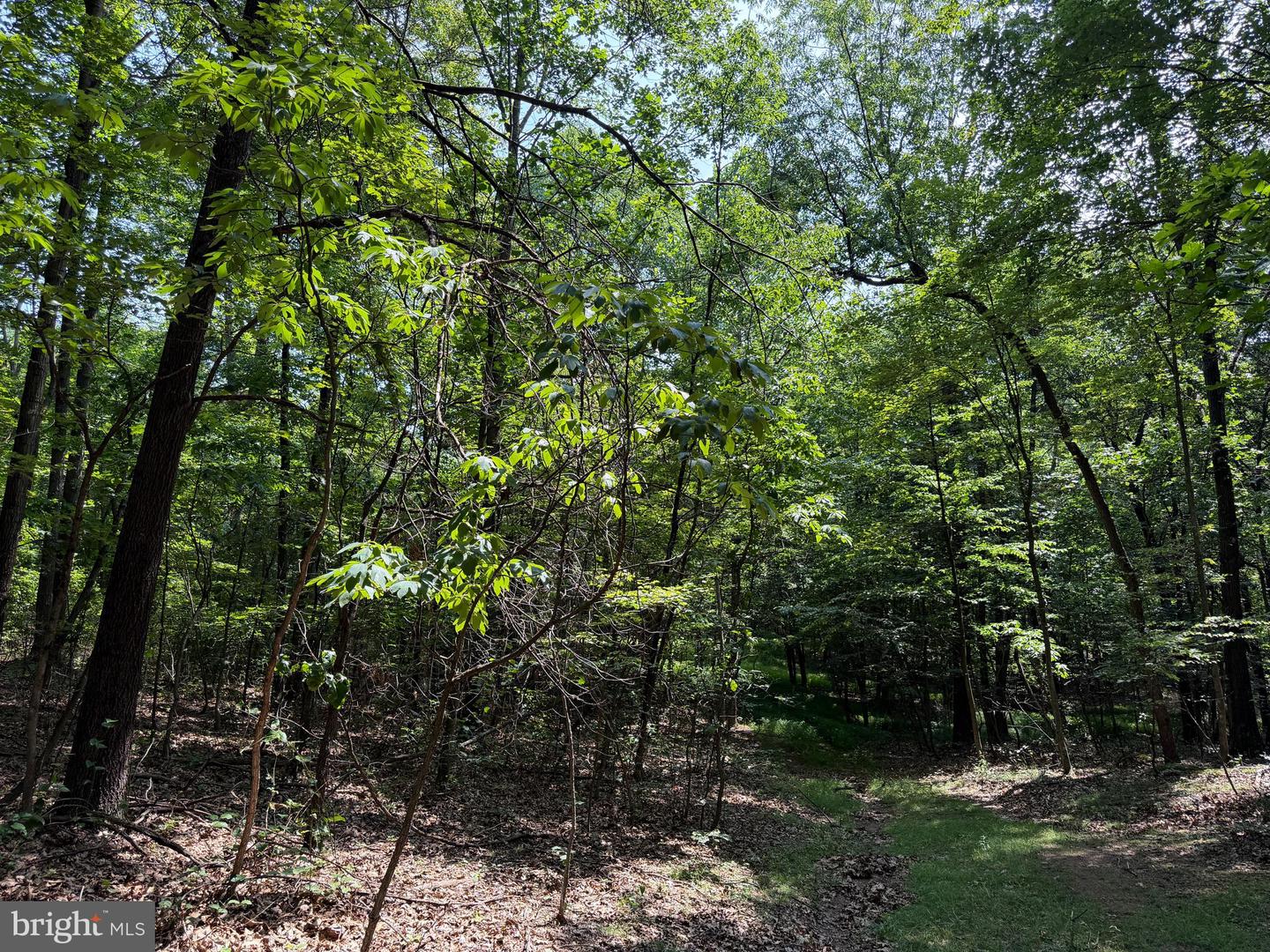 75.31+/- Acres Off Of Porters Ln Property Photo 72