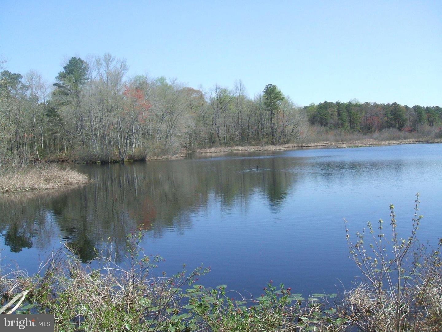 0 Williams Mill Pond Rd Property Photo 2