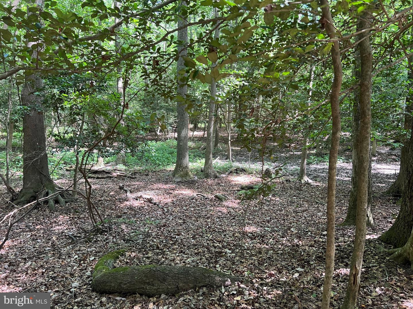 Cedar Ct Property Photo 8