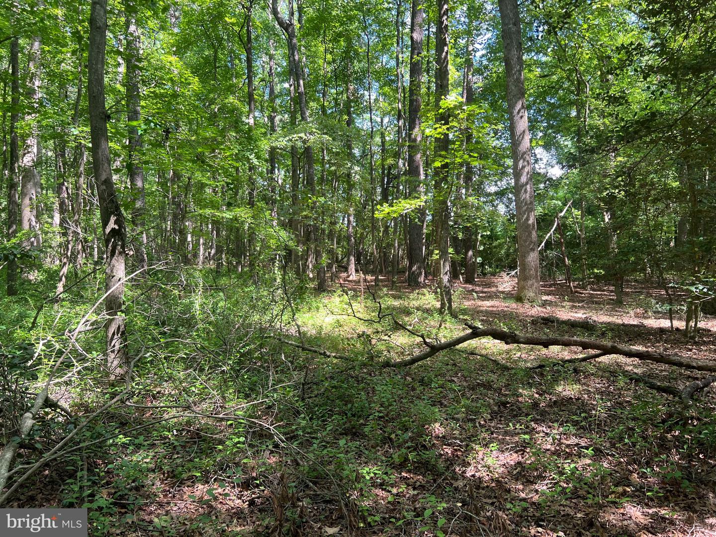 Cedar Ct Property Photo 11