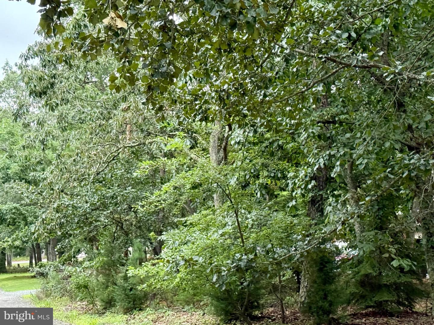 0 Pinewood Property Photo 7