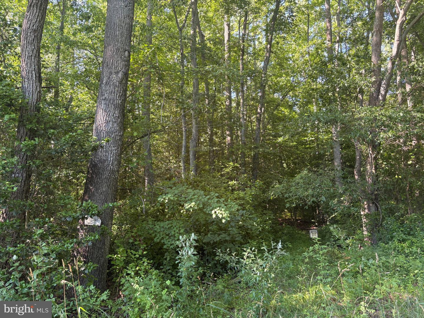 0 Mill Pond Road Property Photo 2