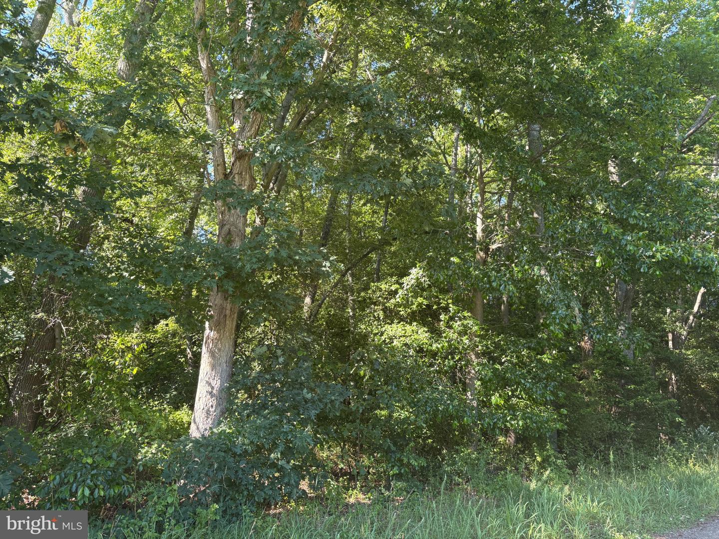 0 Mill Pond Road Property Photo 3