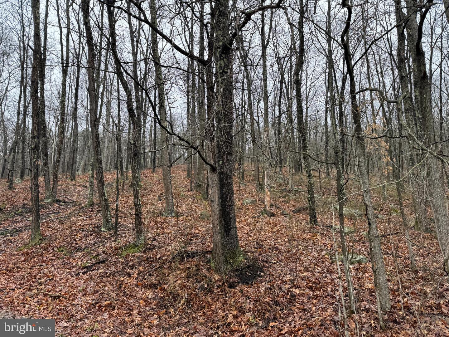 Tract 1: 191+- Acres Cooks Mill Rd Property Photo 24