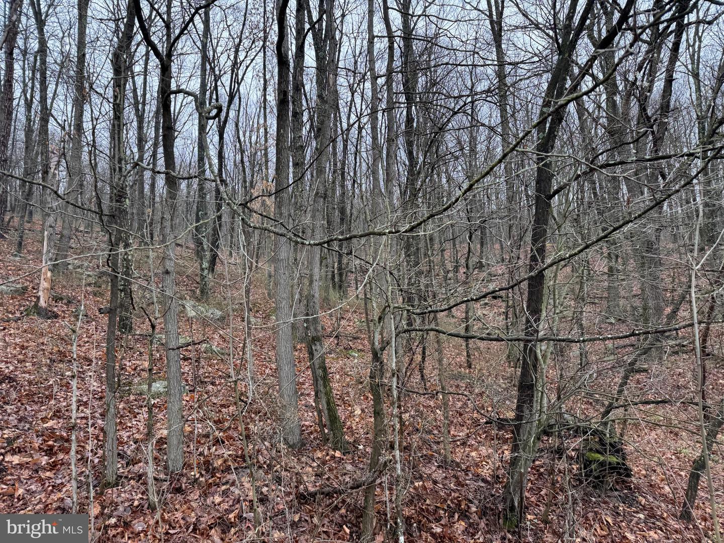 Tract 1: 191+- Acres Cooks Mill Rd Property Photo 25
