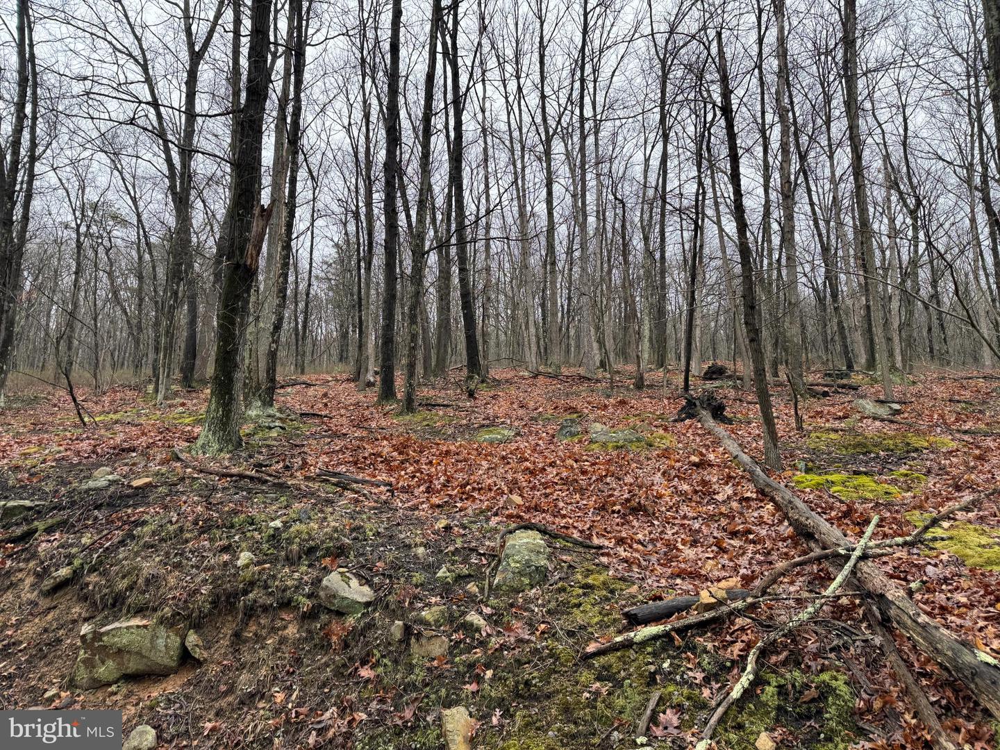 Tract 1: 191+- Acres Cooks Mill Rd Property Photo 27