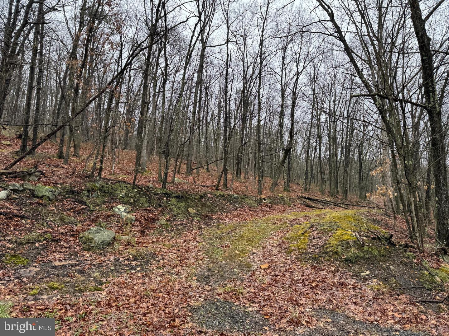 Tract 1: 191+- Acres Cooks Mill Rd Property Photo 32