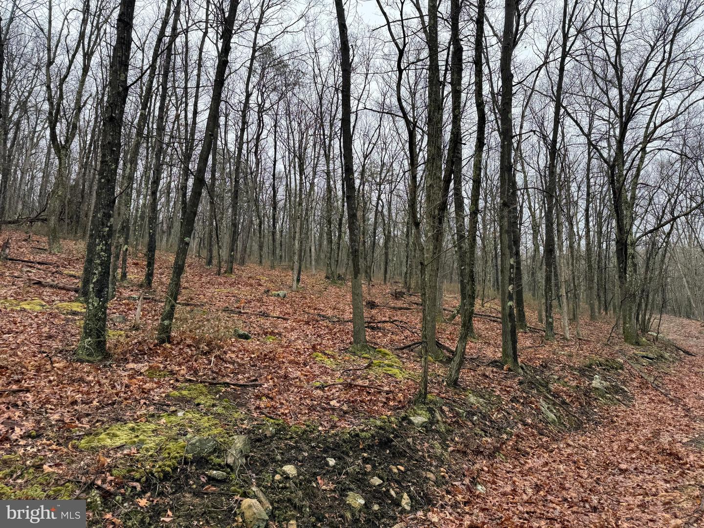 Tract 1: 191+- Acres Cooks Mill Rd Property Photo 44