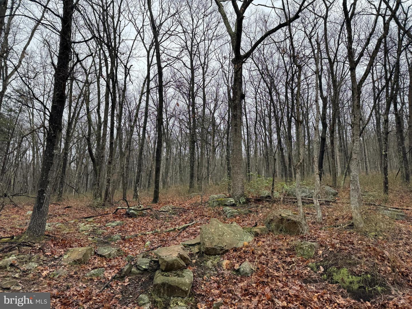 Tract 1: 191+- Acres Cooks Mill Rd Property Photo 49