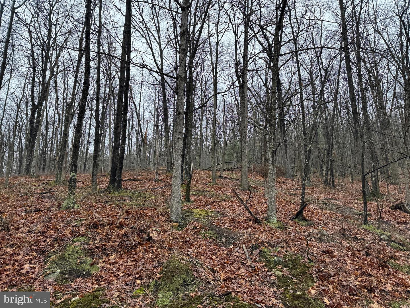 Tract 1: 191+- Acres Cooks Mill Rd Property Photo 50