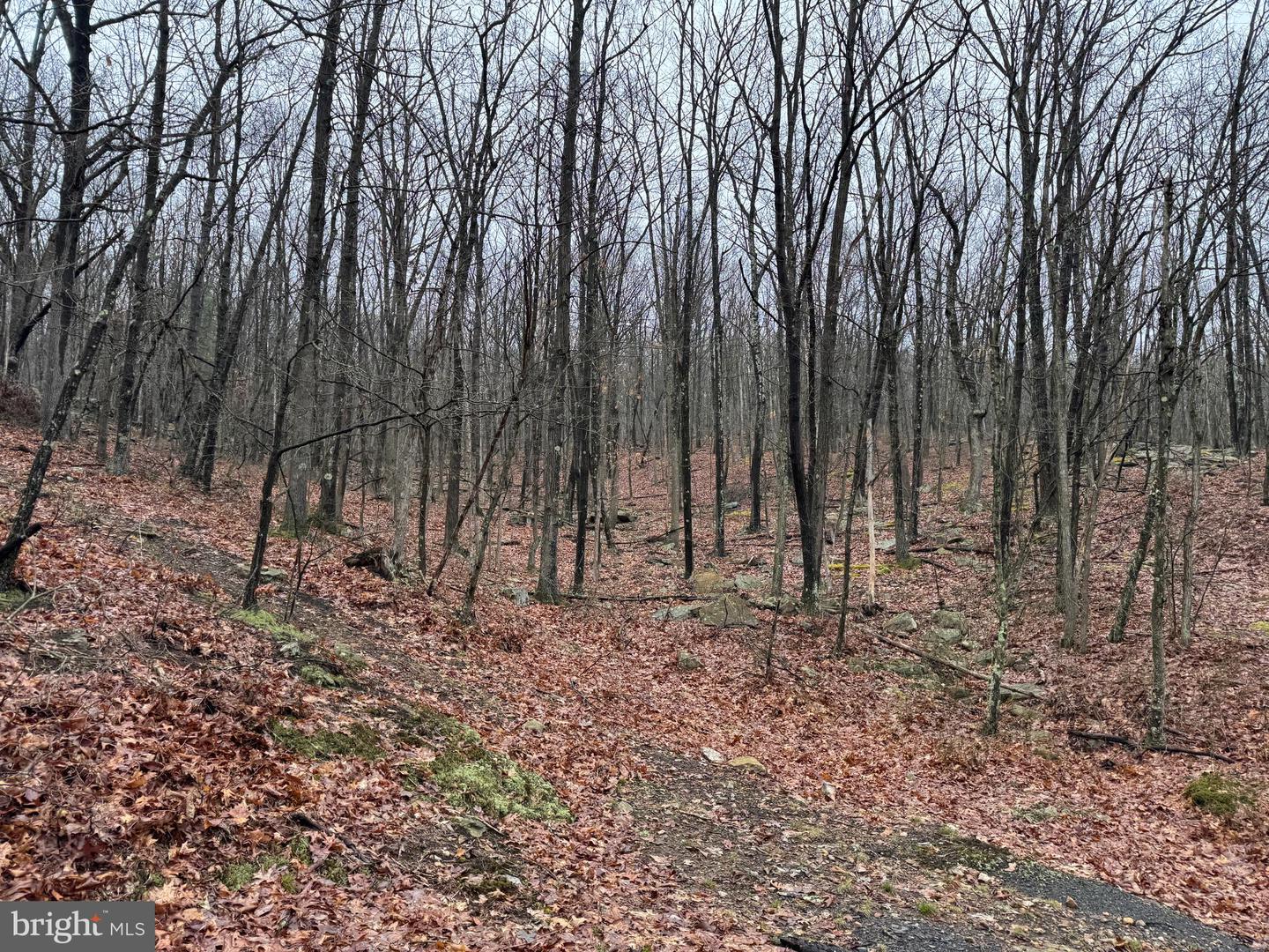 Tract 1: 191+- Acres Cooks Mill Rd Property Photo 51