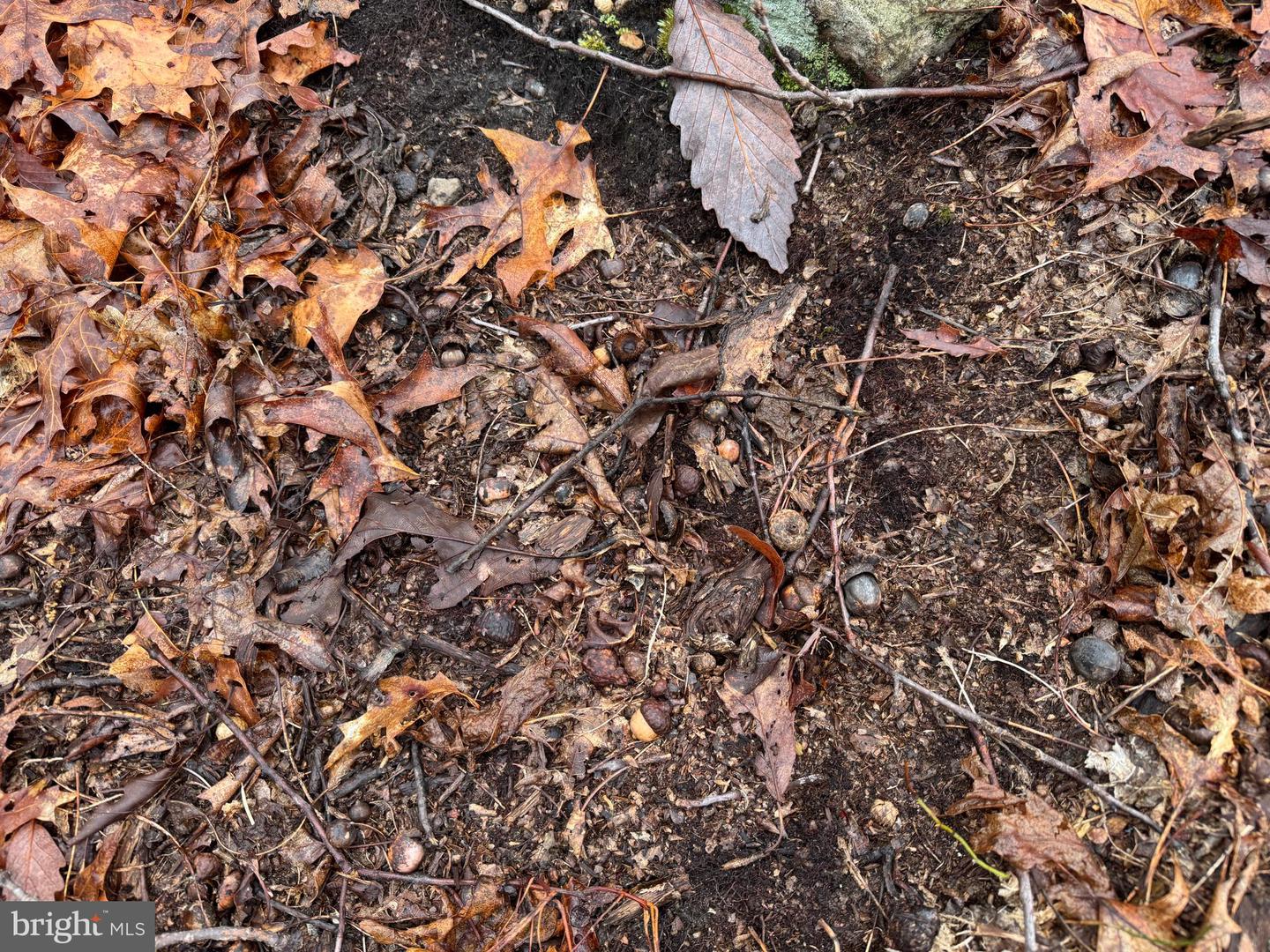 Tract 1: 191+- Acres Cooks Mill Rd Property Photo 53