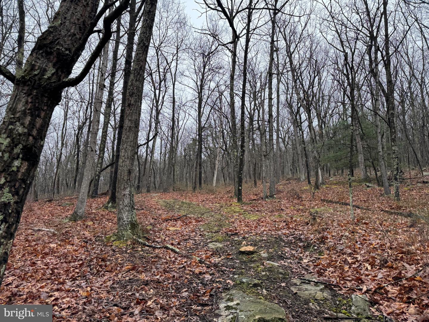 Tract 1: 191+- Acres Cooks Mill Rd Property Photo 55