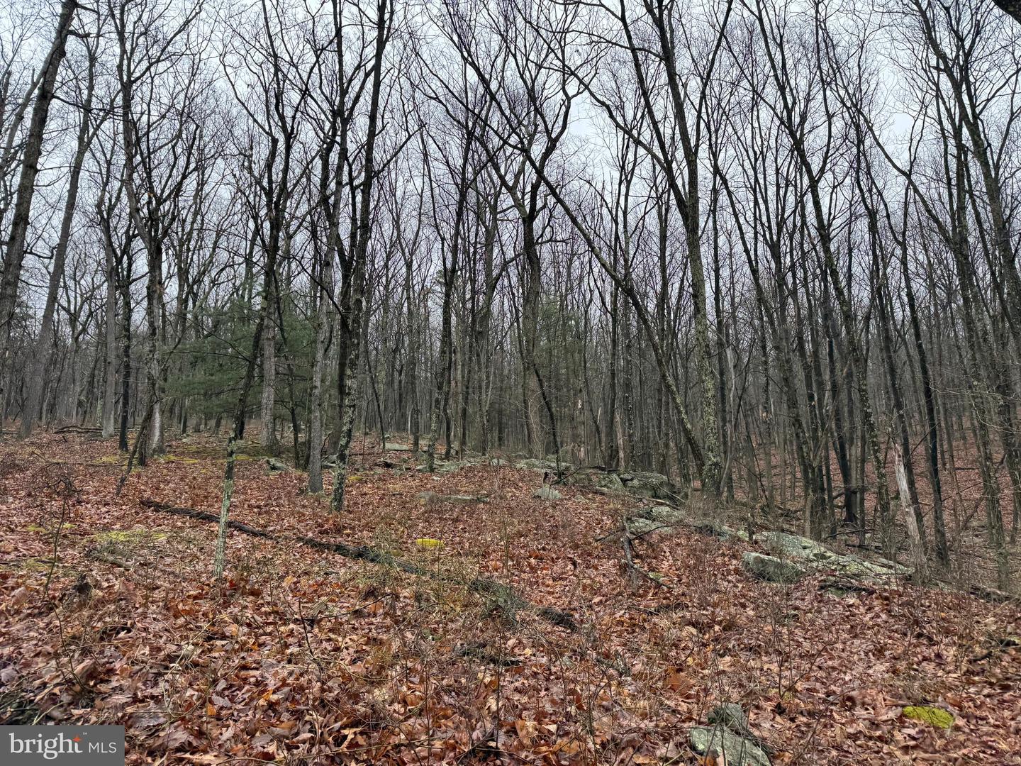 Tract 1: 191+- Acres Cooks Mill Rd Property Photo 56