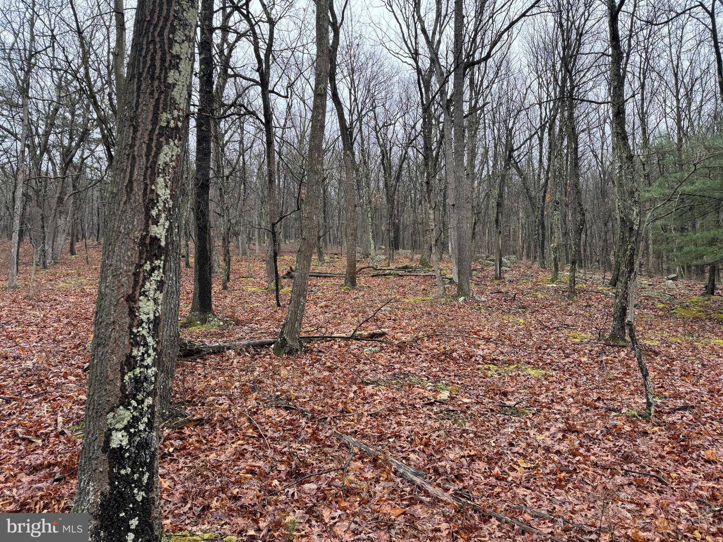Tract 1: 191+- Acres Cooks Mill Rd Property Photo 57