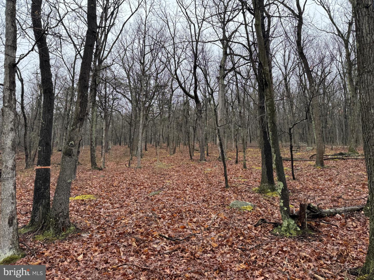 Tract 1: 191+- Acres Cooks Mill Rd Property Photo 58