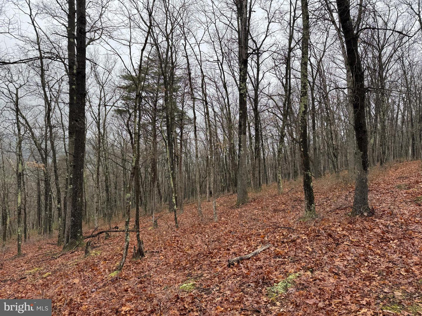 Tract 1: 191+- Acres Cooks Mill Rd Property Photo 60